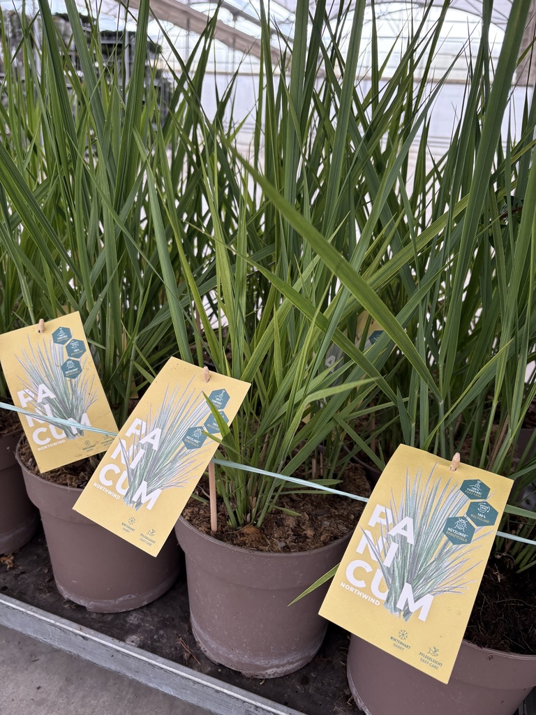 Panicum Northwind pot 21