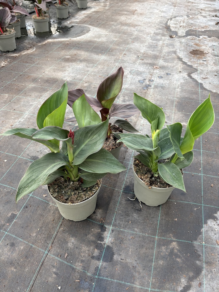 Canna CANNOVA cespuglio 17