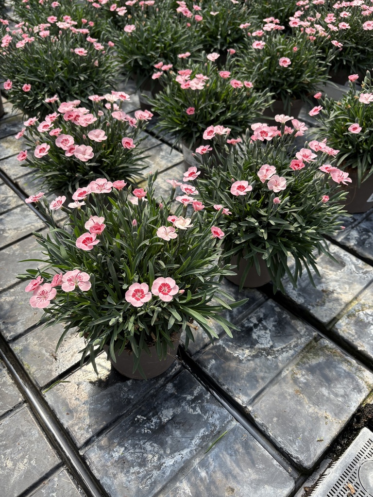 Dianthus Peach Party vaso 14