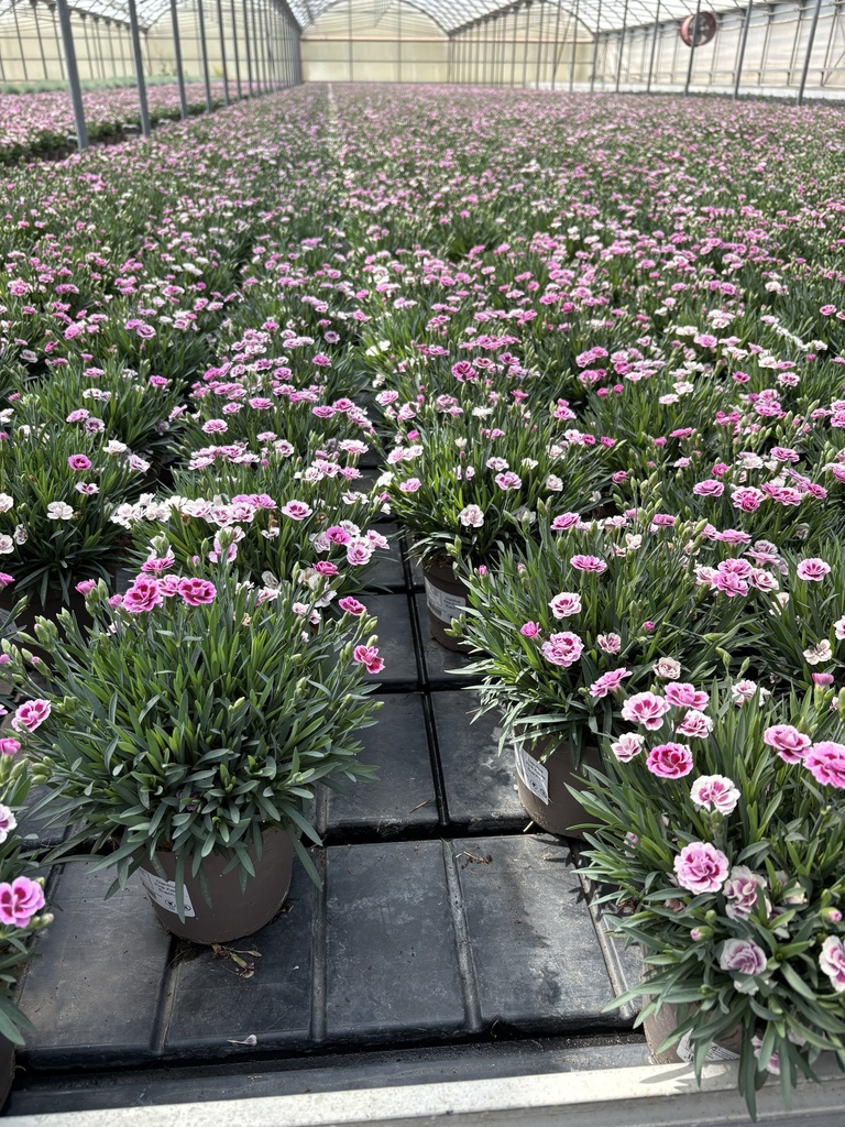 Dianthus Pink Kisses pot 14