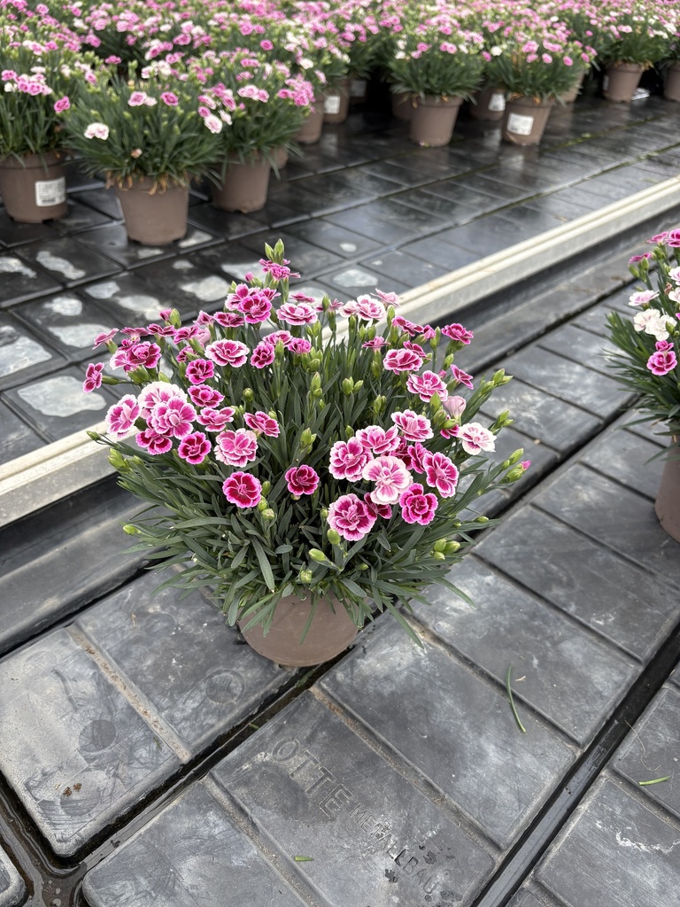 Dianthus Pink Kisses vaso 14