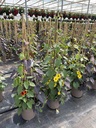 Thunbergia/Ipomea MixMaster piramide 21