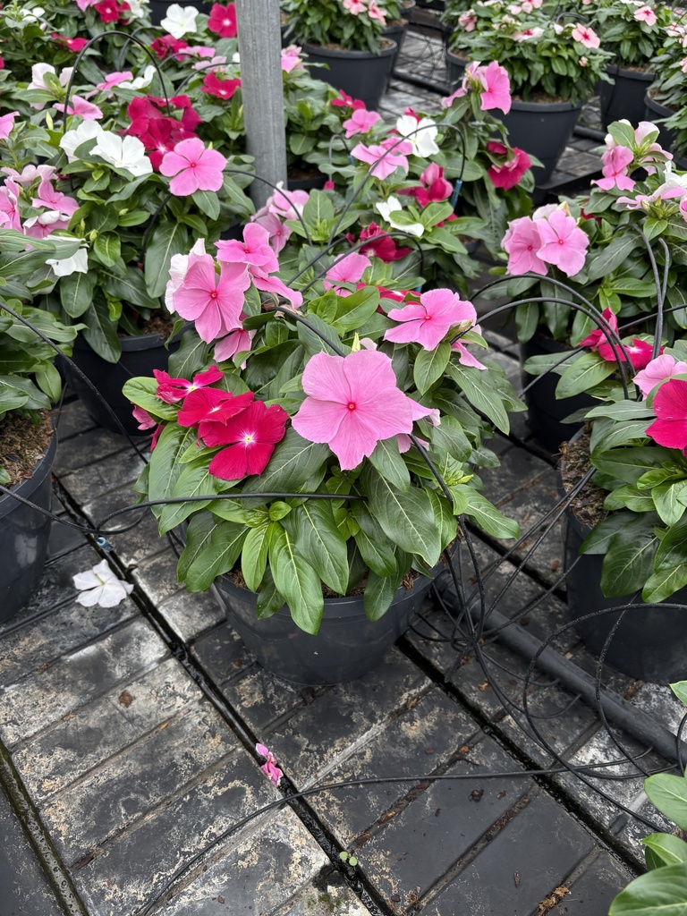 Catharanthus roseus basket 27