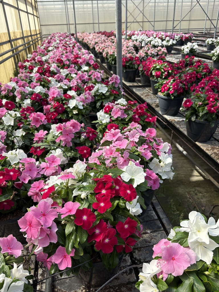 Catharanthus roseus basket 27