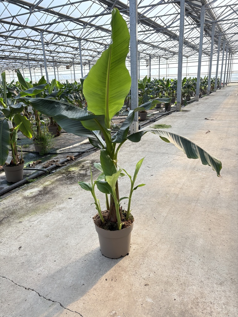 Musa Basjoo Sakhalin Topf 27