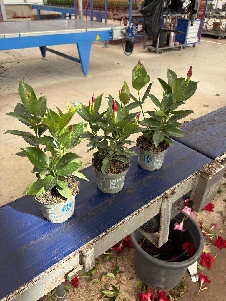 Dipladenia rosso cespuglio 12