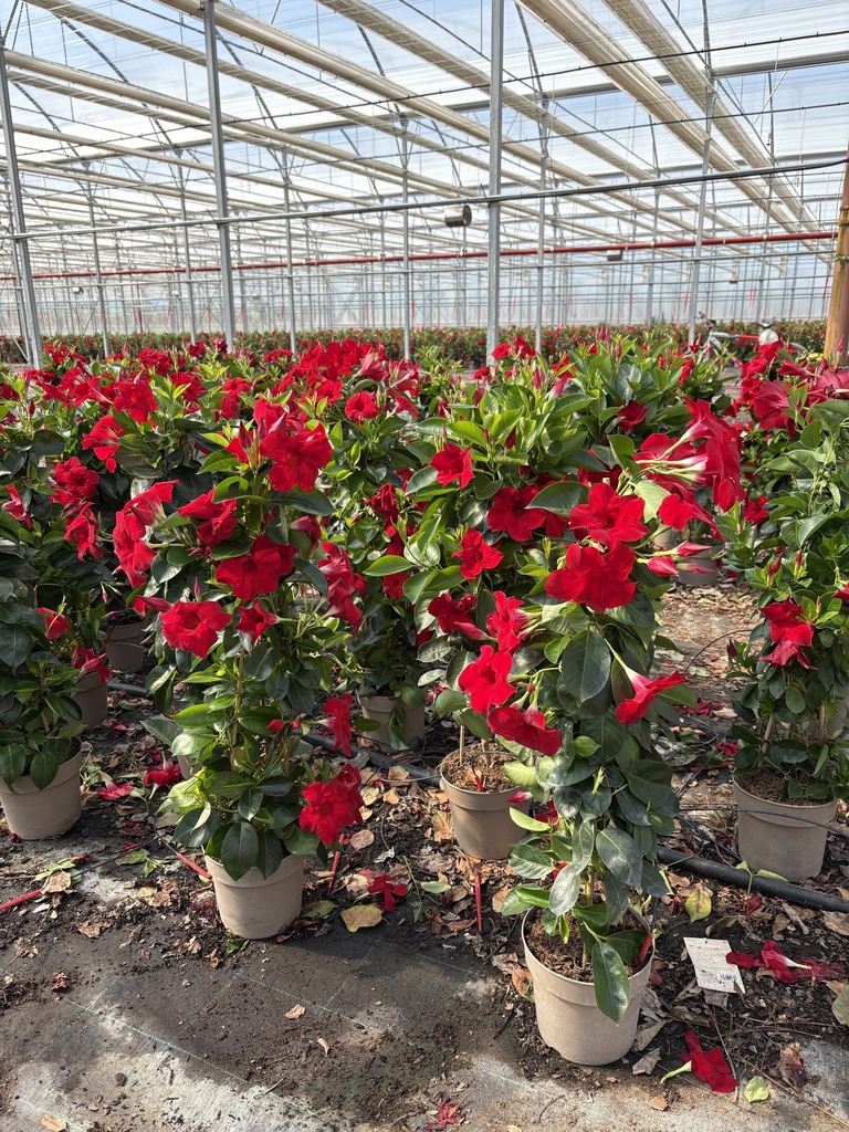 Dipladenia rosso piramide 17