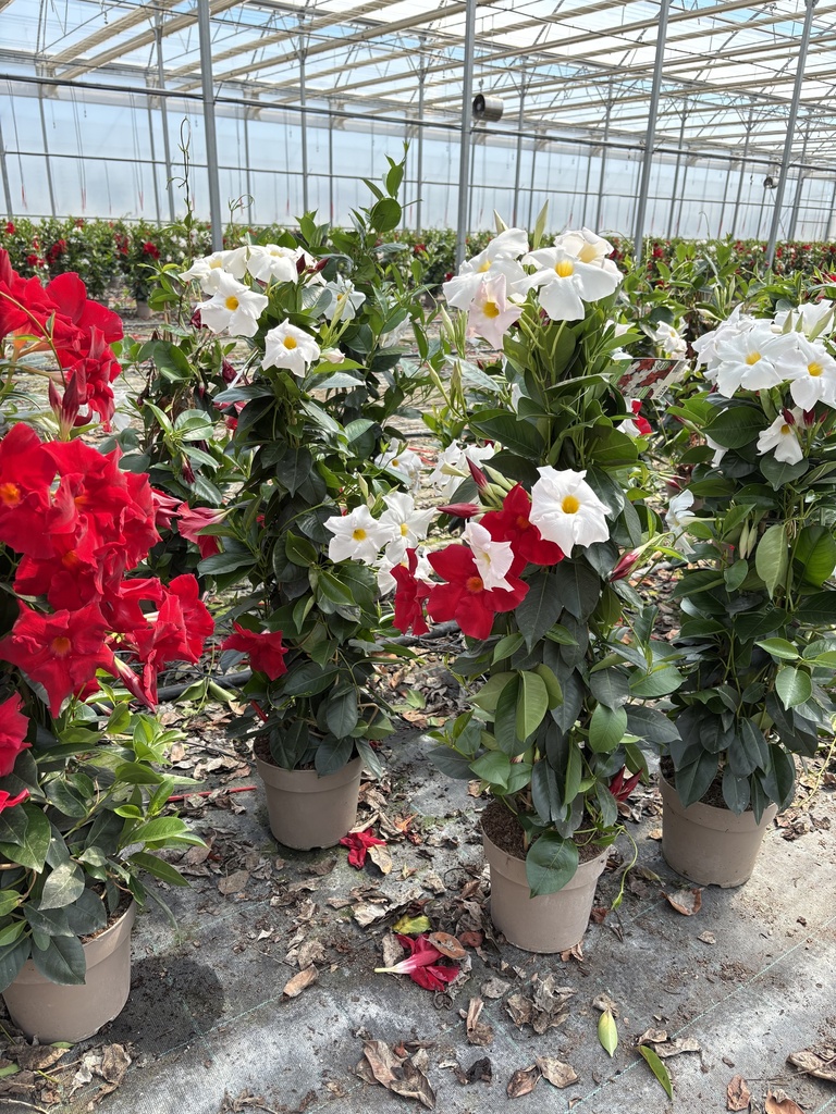 Dipladenia bicolor pyramid 17 