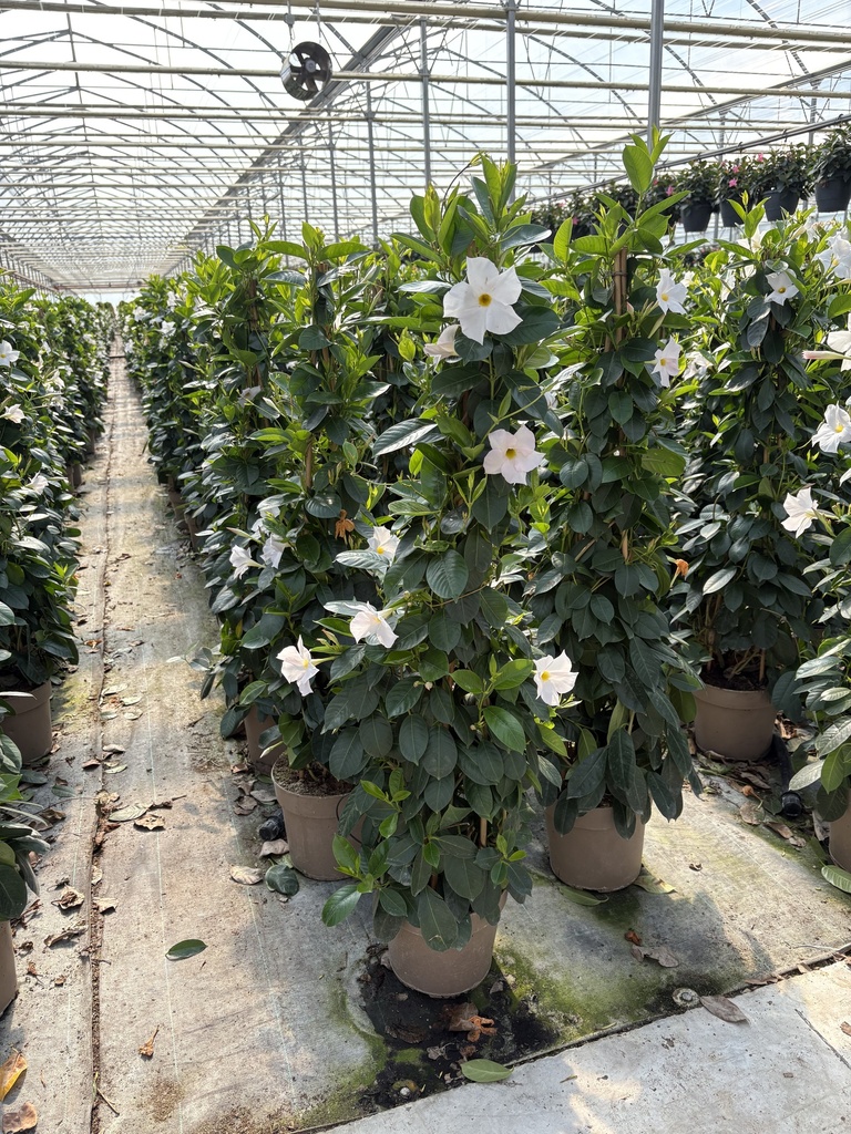 Dipladenia bianco piramide 21