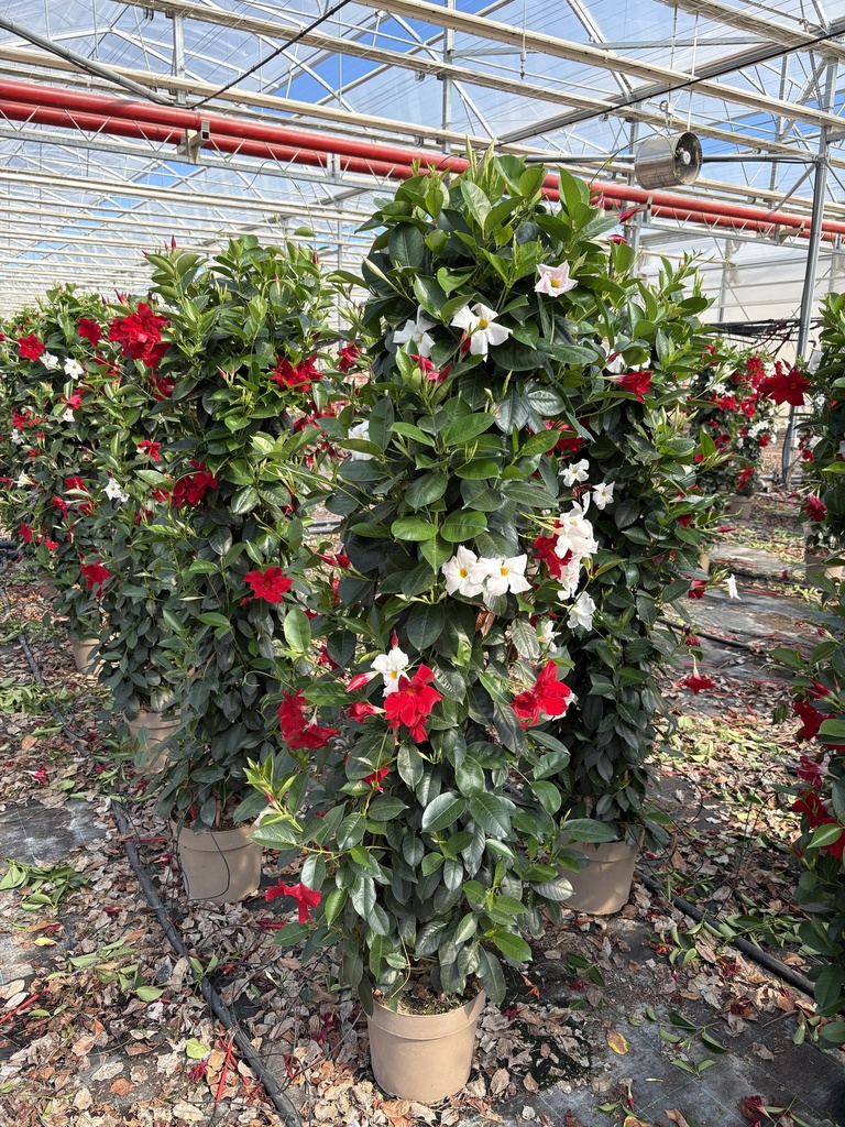 Dipladenia bicolor pyramid 27