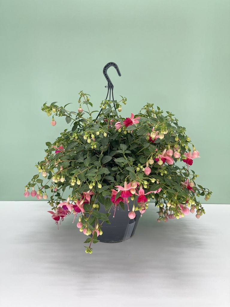 Fuchsia hybrida basket 27