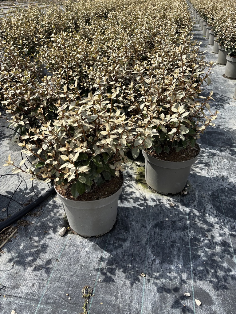 Elaeagnus ebbingei Compacta bush 26