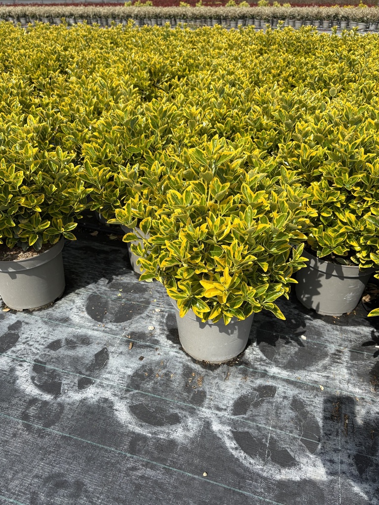 Euonymus jap. Aurea Busch 26