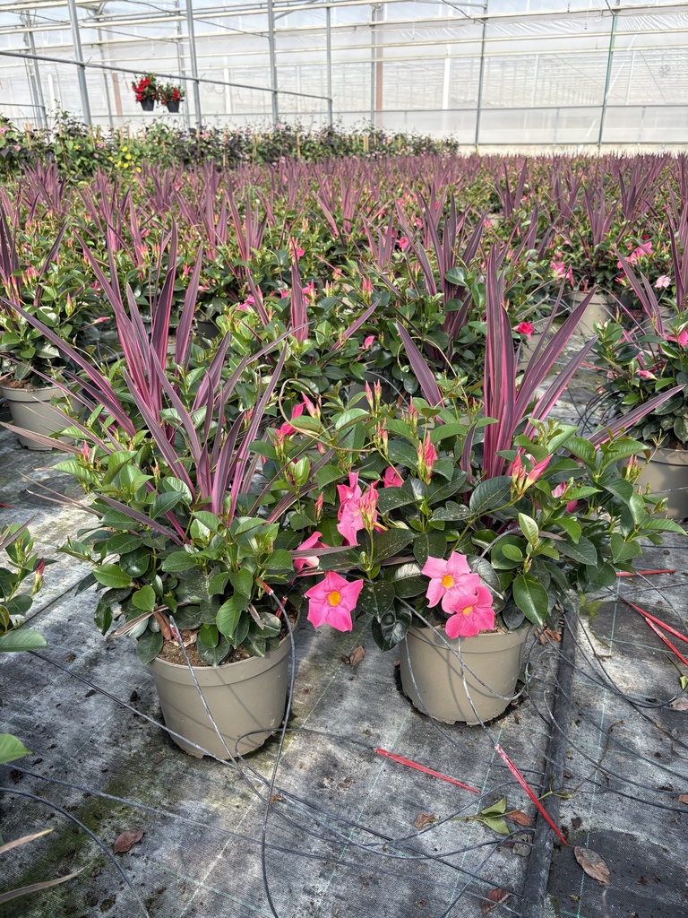 Dipladenia Garten Container MIX T.26