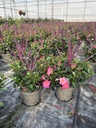 Dipladenia Garden Container MIX V.26