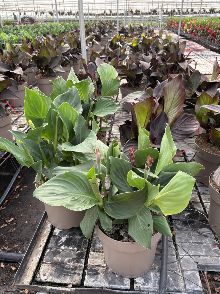 Canna CANNOVA Busch 27