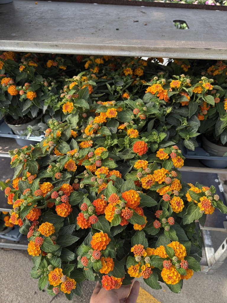 Lantana camara arancio cespuglio 12