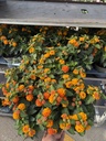 Lantana camara Orange Busch 12