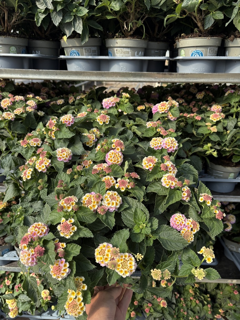 Lantana camara lilla cespuglio 12