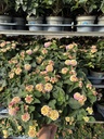 Lantana camara lilla cespuglio 12