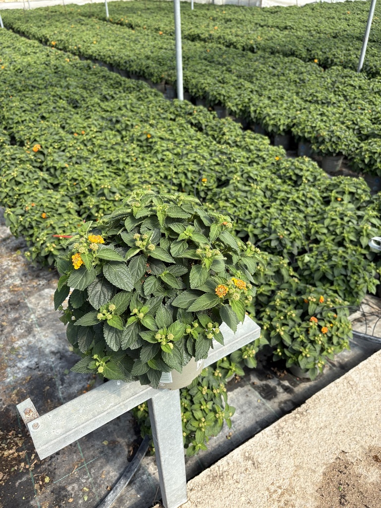 Lantana camara orange bush 17