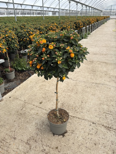 [LANST23O] Lantana camara orange stem 23