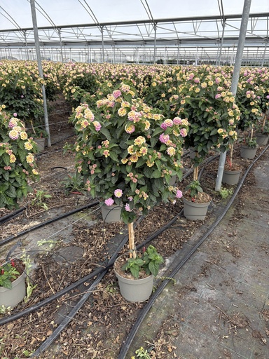 [LANST23L] Lantana camara Lila Stamm 23