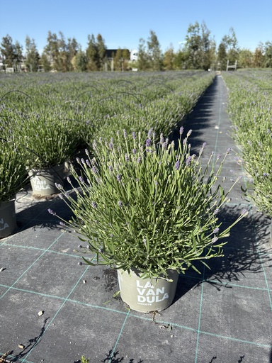[LAVB17HB] Lavandula hidcote Blau Busch 17