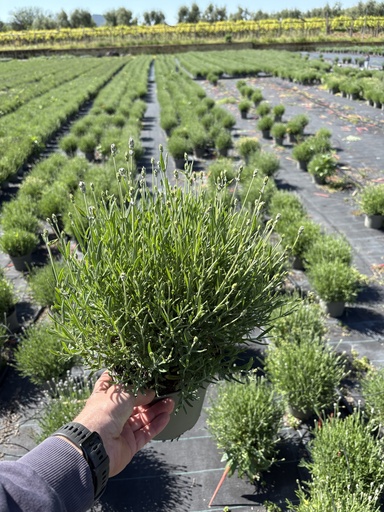 [LAVB17HW] Lavandula hidcote white bush 17