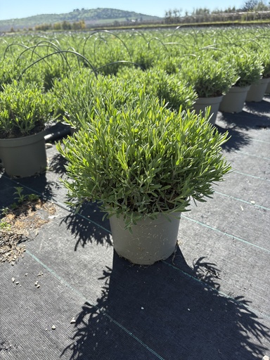 [LAVB17HW] Lavandula hidcote white bush 17