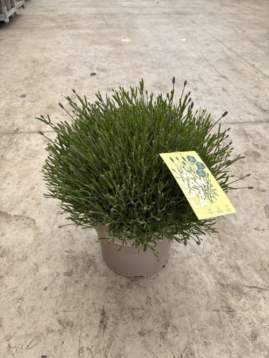 [LAVB27HB] Lavandula hidcote blu cespuglio 27