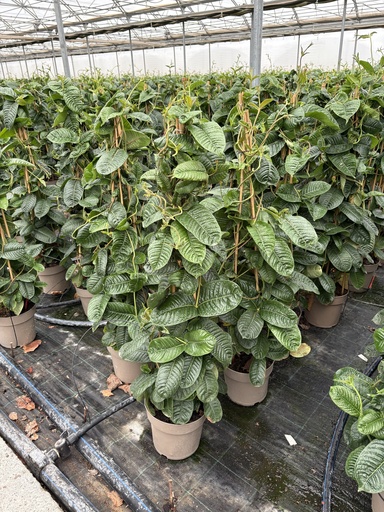 [MANP21A] Mandevilla amabilis Alice du Pont piramide 21