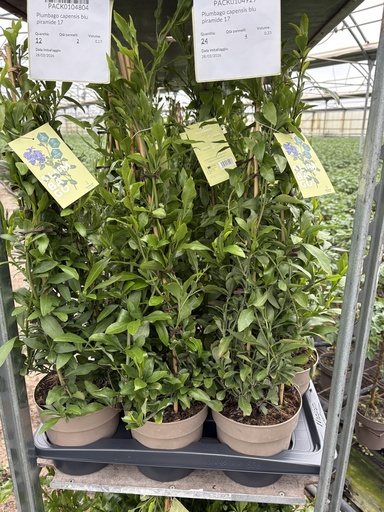 [PLUMP17] Plumbago capensis blue pyramid 17