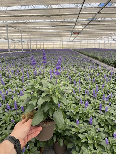 [SALB14F] Salvia farinacea Sallyfun Deep Ocean bush 14