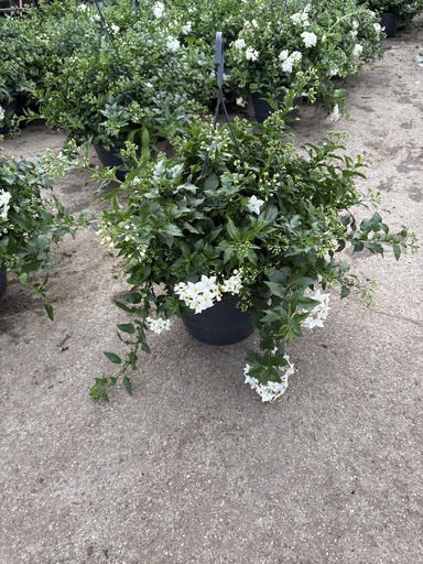 [SOLJA27] Solanum jasminoides Ampel 27