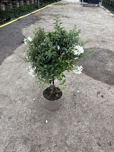 [SOLJST17] Solanum jasminoides alberello 17