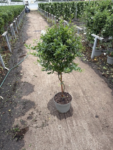 [SOLJST23] Solanum jasminoides Stamm 23