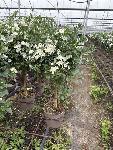 [SOLRST17W] Solanum rantonnetii bianco alberello 17