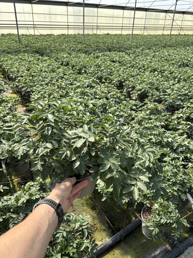 [CASB17] Cassia corymbosa Busch 17