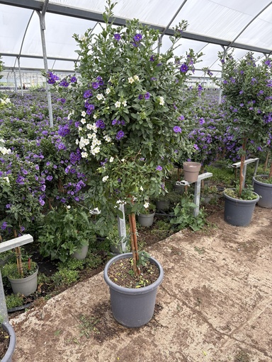 [SOLRST33BW] Solanum rantonnetii blu/bianco alberello 33