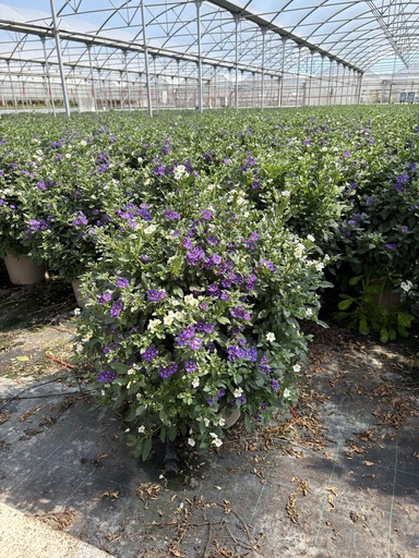 [SOLRB27BW] Solanum rantonnetii blu/bianco cespuglio 27