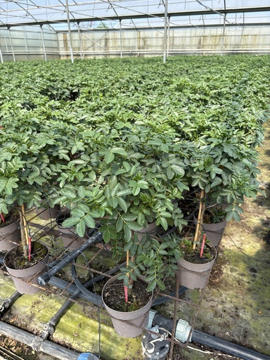 [CASST17] Cassia corymbosa alberello 17