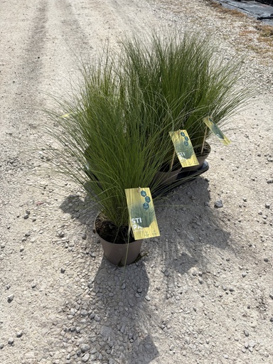 [STIB14] Stipa tenuissima Pony Tails pot 14