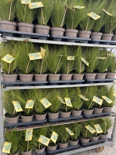 [STIB14] Stipa tenuissima Pony Tails pot 14