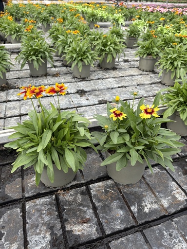 [CORB17] Coreopsis grandiflora cespuglio 17