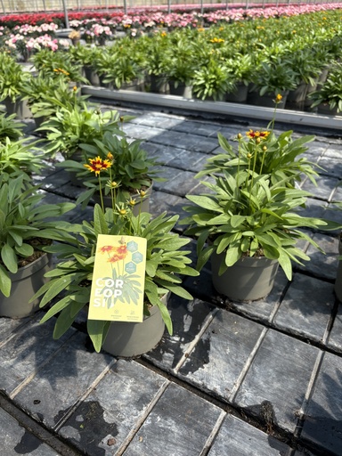 [CORB17] Coreopsis grandiflora cespuglio 17