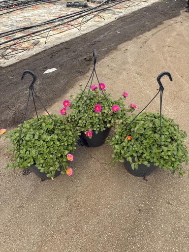 [PORA27] Portulaca umb. Pazzaz Nano basket 27