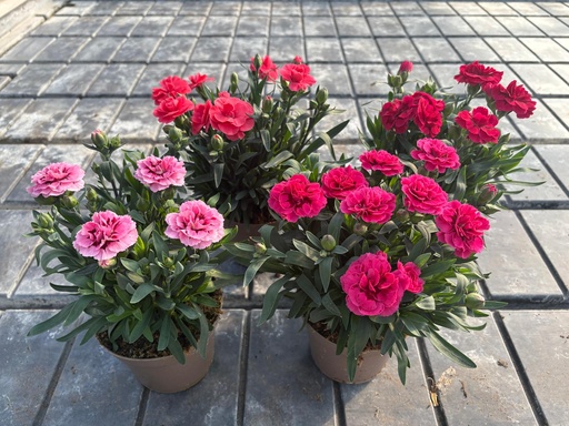 [DIAB12O] Dianthus Oscar vaso 12