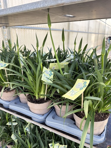 [AGAB17B] Agapanthus hyb. Blau Topf 17