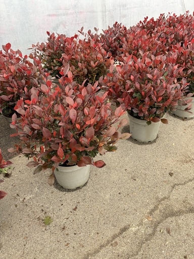 [PHOB26LRR] Photinia Little Red Robin Busch 26